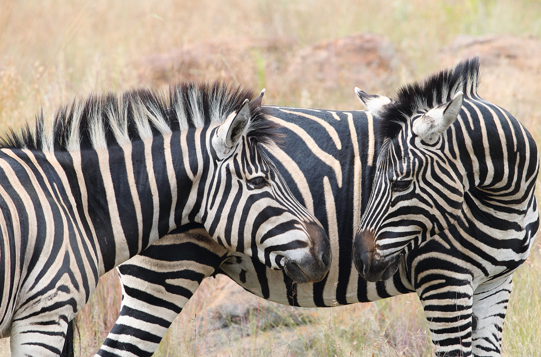 Shambala-zebra
